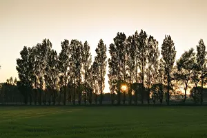 300119: Poplar Trees at Sunset - Norfolk UK