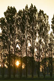 300119: Poplar Trees at Sunset - Norfolk UK