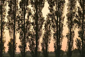 300119: Poplar Trees at Sunset - Norfolk UK