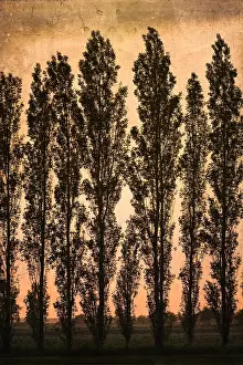 300119: Poplar Trees at Sunset - Textured image - Norfolk UK