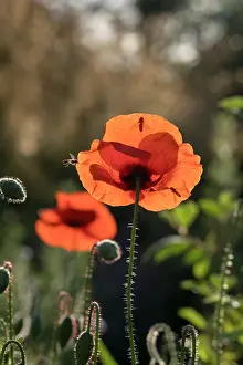 170821: Poppies