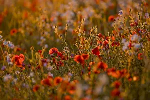 120219: Poppies - Backlit - Cornwall - UK