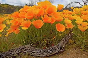 Poppy: Poppies - blooming in desert