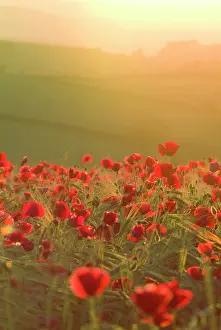Flare: Poppies in cereal crop, sun haze/flare - backlit