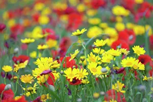Marigolds: Poppies and Corn Marigolds (Chrysanthemum segetum)