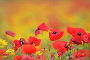 Marigolds: Poppies with Corn Marigolds (Chrysanthemum segetum)