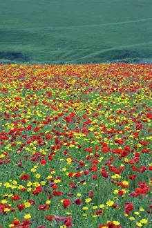 Marigolds: Poppies and Corn Marigolds (Chrysanthemum segetum)