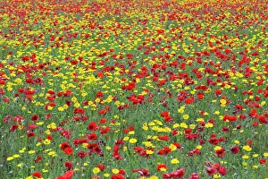 Marigolds: Poppies and Corn Marigolds (Chrysanthemum segetum) in meadow