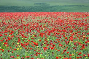 Marigolds: Poppies and Corn Marigolds (Chrysanthemum segetum) in meadow