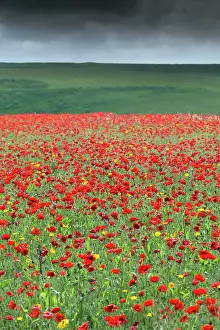 Marigolds: Poppies and Corn Marigolds (Chrysanthemum segetum) in meadow