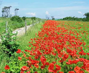 Margins: Poppies - on field margin in June