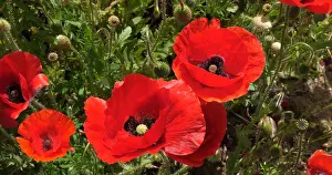 Croatia: Poppies field (papaver rhoeas), in bloom, near S
