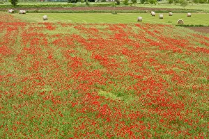 Sainfoin: Poppies in field with Sainfoin in spring Italy