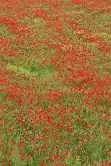 Sainfoin: Poppies in field with Sainfoin in spring Italy