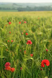 Anthony Harrison: Poppies in green barley