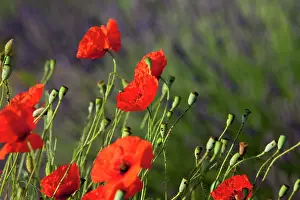 Aromatic: Poppies growing in the middle of a field
