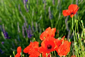 Aromatic: Poppies growing in the middle of a field