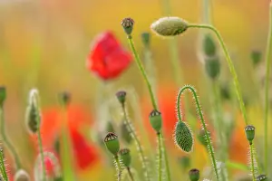 Stems: Poppies - Seed Heads; Buds and Flowers - UK