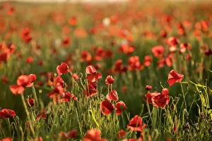 Buds: Poppies at West Pentire - Cornwall - UK