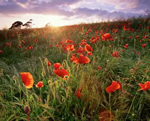 Anthony Harrison: Poppies - in wheat field, backlit