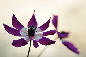 Marigold: Poppy Anemone