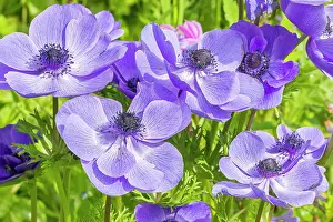 Cycle: Poppy Anemone, Anemone coronaria Mr Fokker, flowers