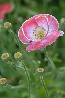 Hoverfly: Poppy blossom with hoverfly