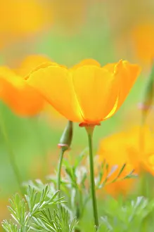 Eschscholzia: Poppy, Californian poppy