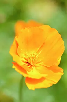Eschscholzia: Poppy, Californian poppy