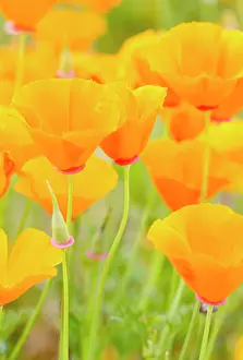 Californica: Poppy, Californian poppy, Eschscholzia, Eschscholzia