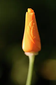 Eschscholzia: Poppy