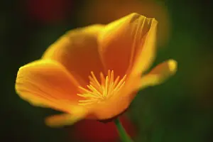 Eschscholzia: Poppy
