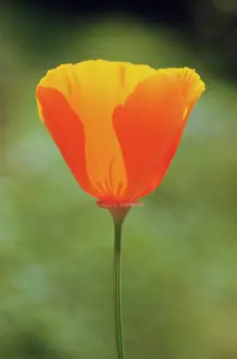 Eschscholzia: Poppy