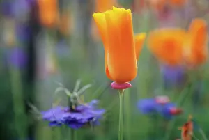 Eschscholzia: Poppy