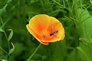 Eschscholzia: Poppy