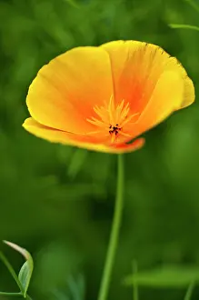 Hoverflies: Poppy