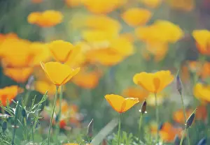 Eschscholzia: Poppy