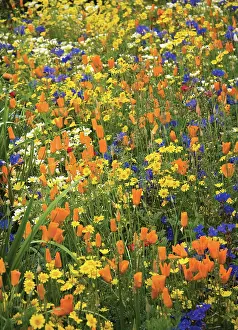 Eschscholzia: Poppy