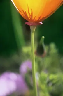 Eschscholzia: Poppy