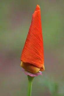 Eschscholzia: Poppy