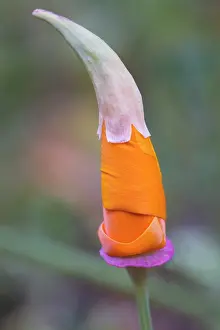 Comedy: Poppy