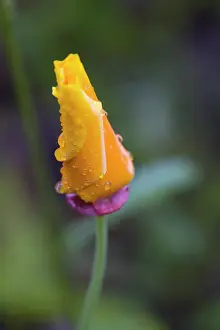Eschscholzia: Poppy