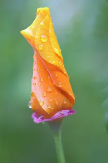 Eschscholzia: Poppy