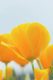 Eschscholzia: Poppy