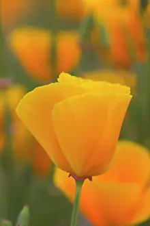 Eschscholzia: Poppy