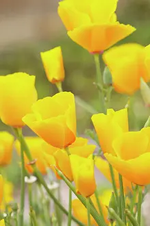 Eschscholzia: Poppy