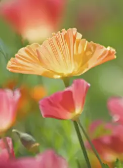 Eschscholzia: Poppy