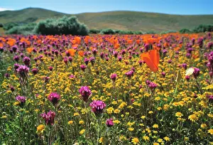 Blissful: Poppy