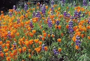 Blissful: Poppy
