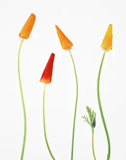 Eschscholzia: Poppy
